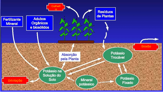 10 alimentos ricos em potássio para sua dieta