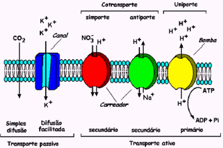 Os perigos da deficiência de potássio: sintomas e causas