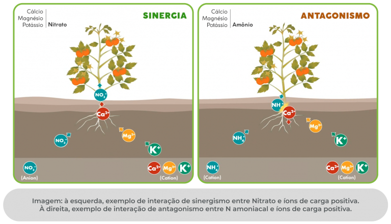 Como aumentar a absorção de potássio