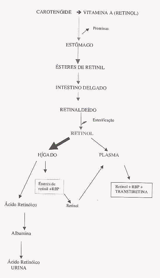 Como aumentar a absorção de vitamina A