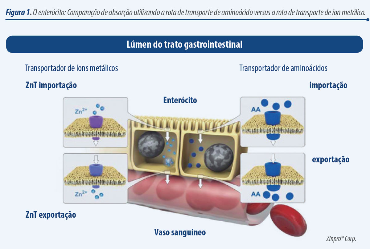 Guia Completo dos Suplementos de Zinco
