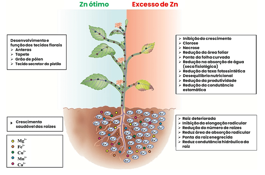 Ferro e Cálcio se Comportam