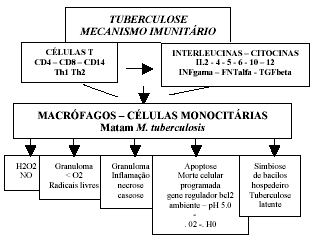 Como aumentar a imunidade contra a tuberculose