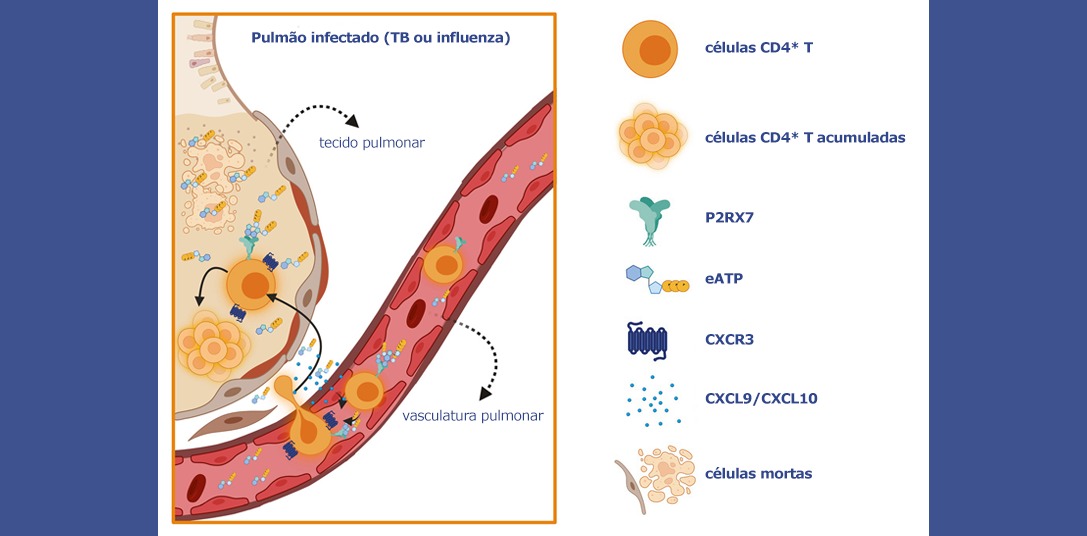 5 Dicas de Alimentação para Fortalecer a Imunidade contra Tuberculose