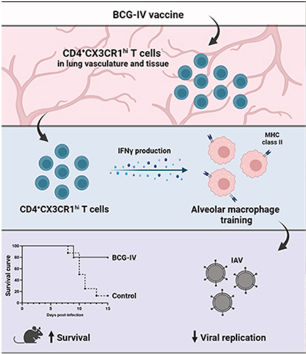 Como a Ventilação e a Luz Solar Afetam a Prevenção da Tuberculose