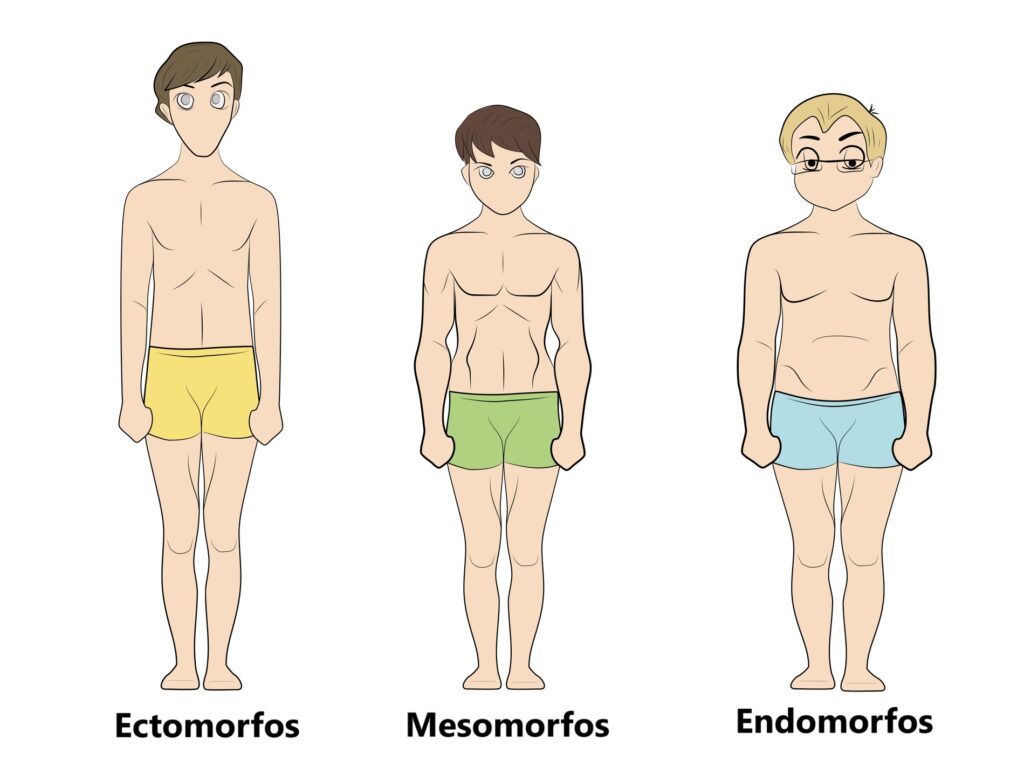 Exercícios Compostos vs. Isolados para Mesomorfos