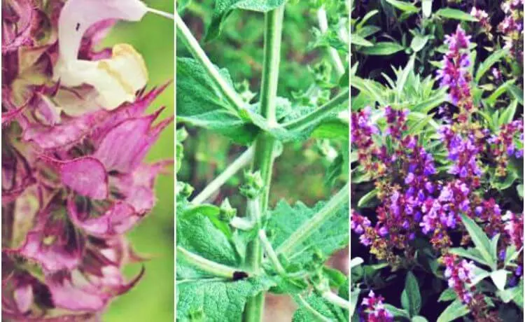 5 Mitos sobre Clareamento Dental