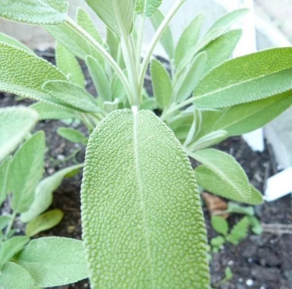 Como clarear os dentes com folha de sálvia