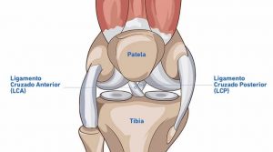 A importância da fisioterapia na recuperação do LCA