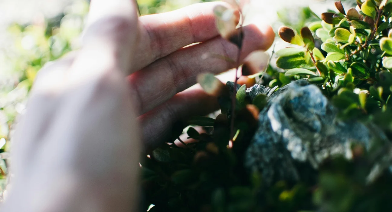 5 Dicas de Parques Urbanos para se Conectar com a Natureza