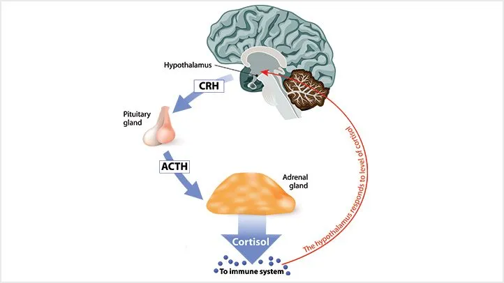 10 Sinais de que seu Cortisol está Desregulado