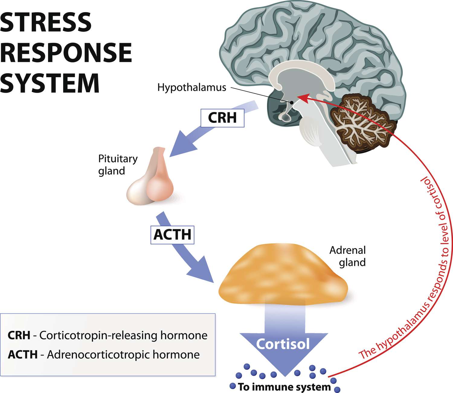 Exercícios Físicos que Ajudam a Reduzir o Cortisol
