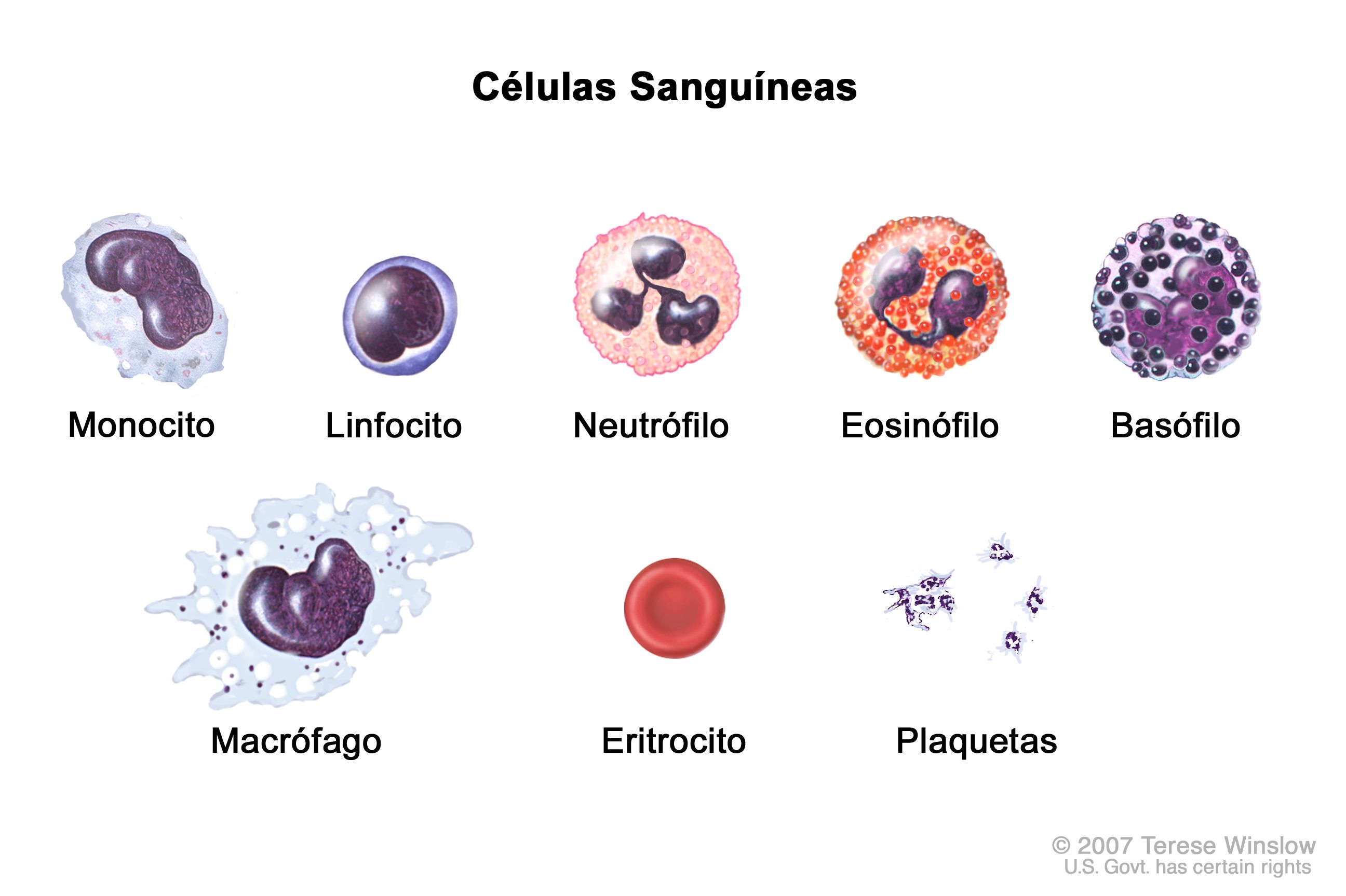 Eosinopenia: Entendendo as Causas de Eosinófilos Baixos