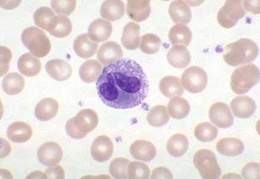 O que são Eosinófilos e sua Função no Corpo