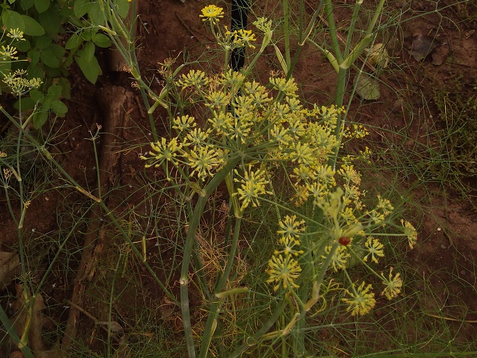 Erva-doce na gravidez: Mitos e verdades