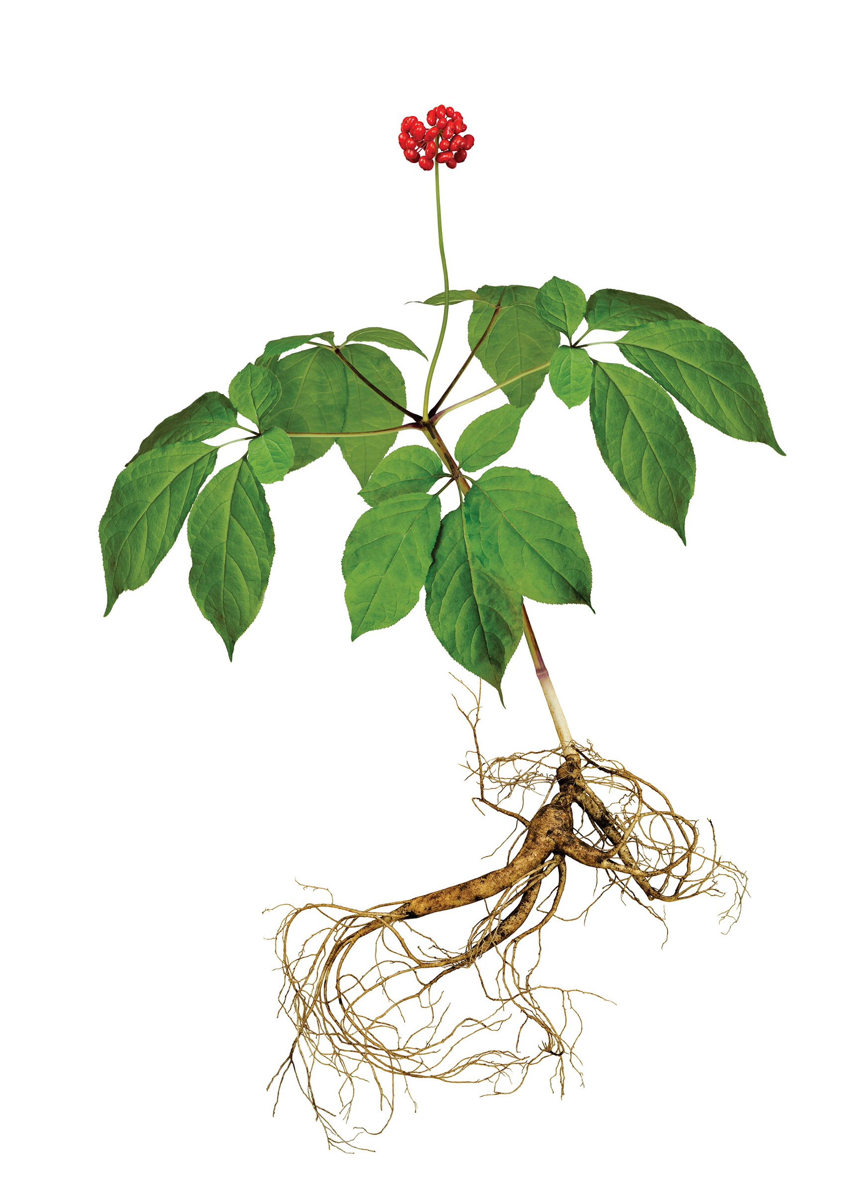 Os 5 Melhores Suplementos de Ginseng para Energia e Foco