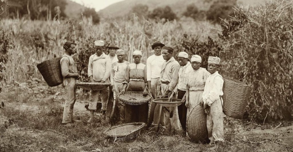 história do café no brasil