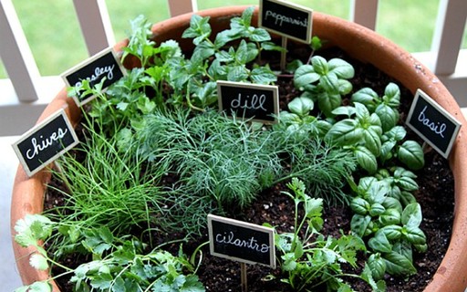 Como escolher os vasos ideais para sua horta de apartamento