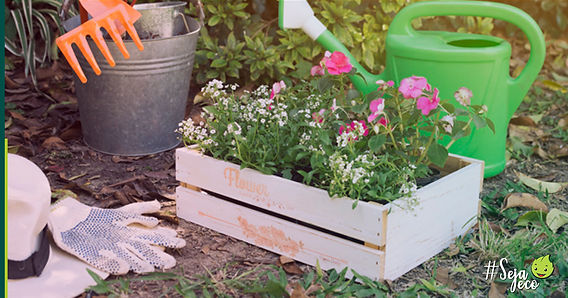Dicas para regar suas plantas corretamente