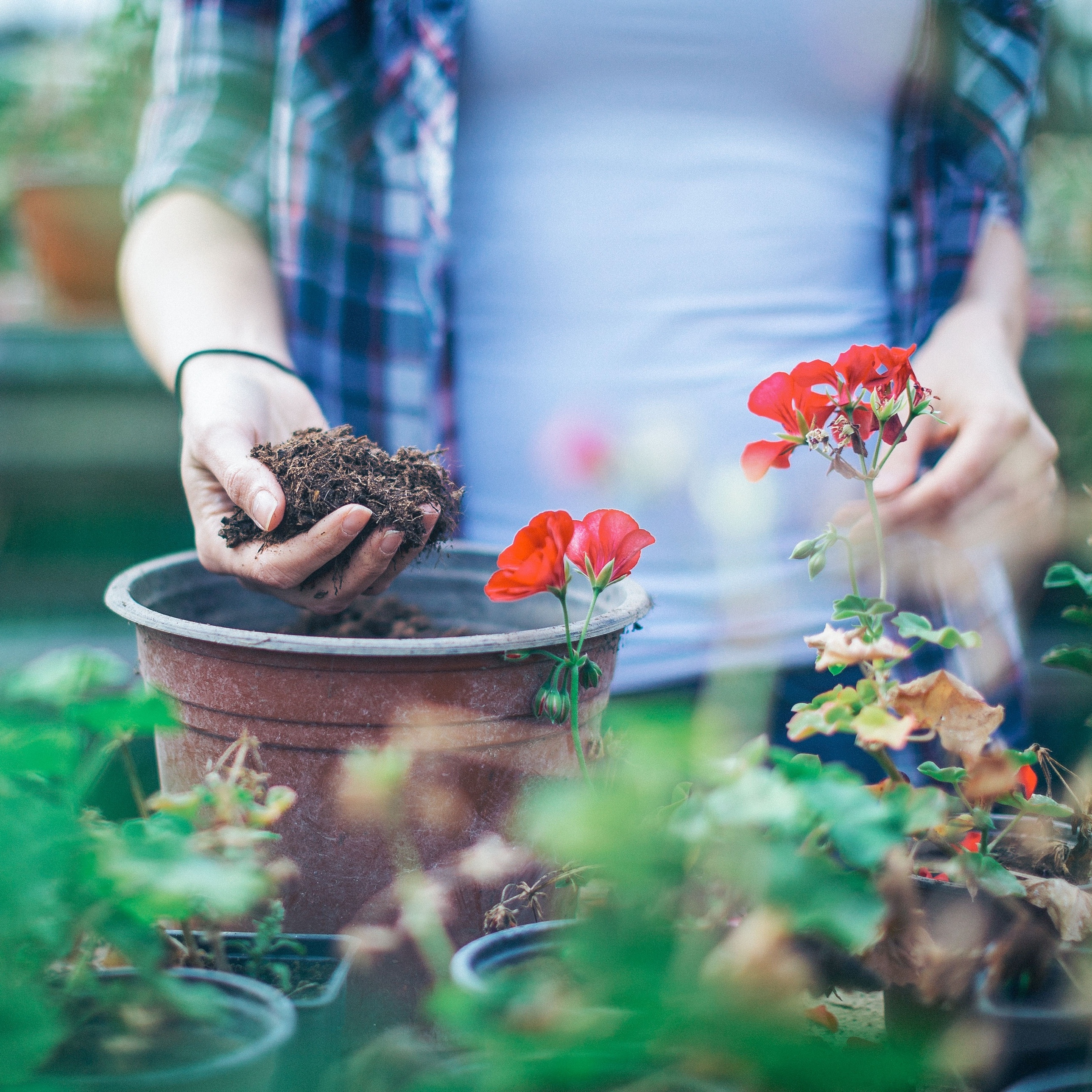 Os melhores vasos para iniciantes na jardinagem
