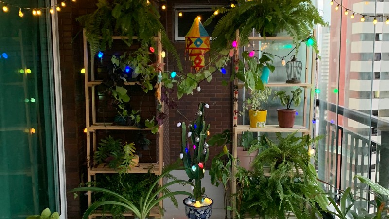 Dicas para regar suas plantas corretamente