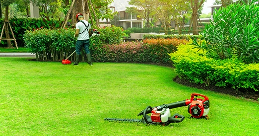 10 plantas de interior que purificam o ar