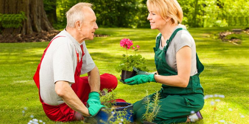 Como Criar um Jardim Vertical para Idosos