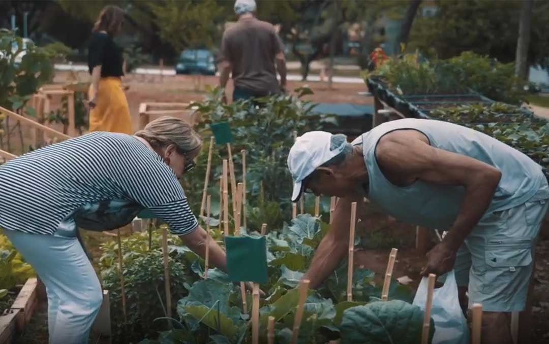 Benefícios da Lavanda na Hortoterapia para a Terceira Idade