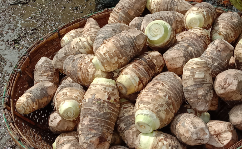 5 Receitas Deliciosas com Fécula de Araruta