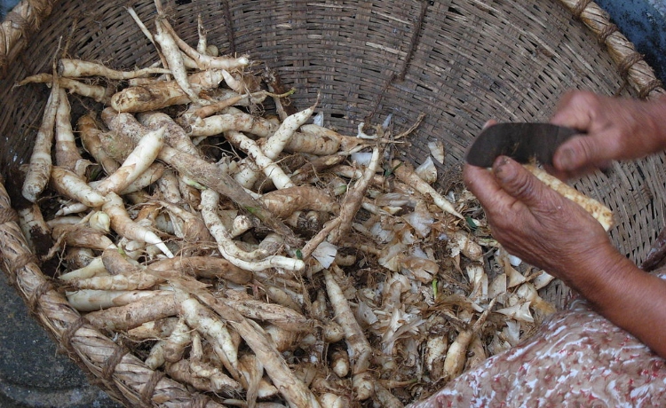 Os Benefícios Surpreendentes da Araruta para a Saúde Digestiva