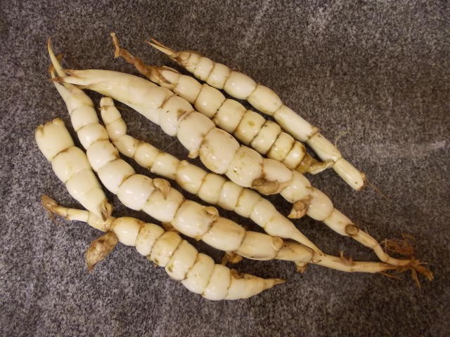 Os Benefícios Surpreendentes da Araruta para a Saúde Digestiva