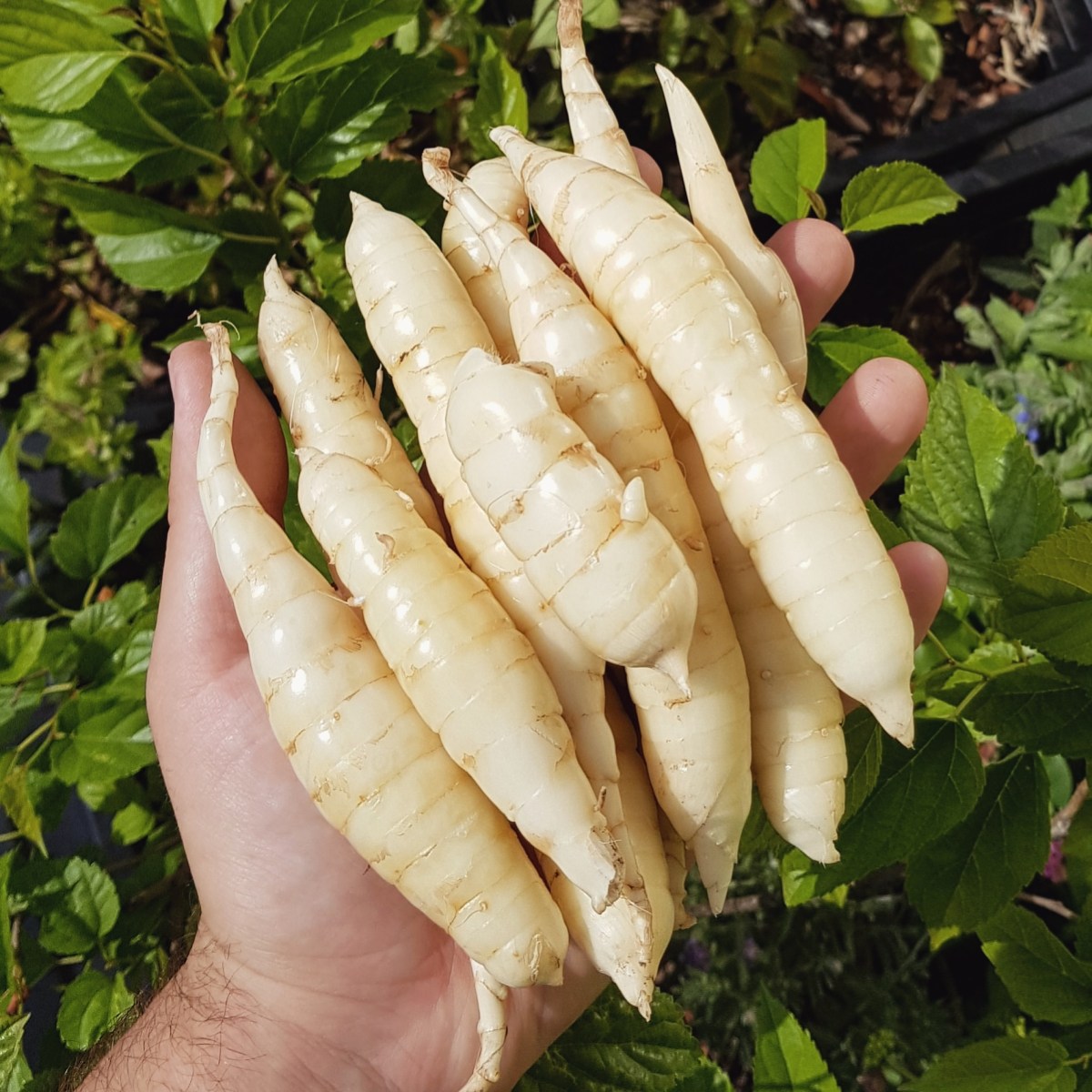Onde Encontrar Araruta de Qualidade: Lojas e Produtores