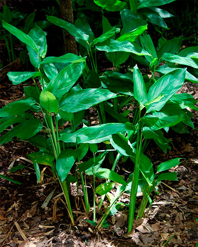 Guia Completo: Como Cultivar Araruta em Casa
