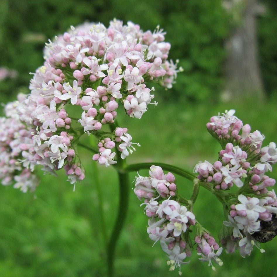 Receitas caseiras de chá de valeriana para relaxamento